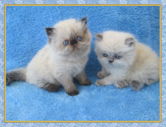 Himalayan kittens for sale