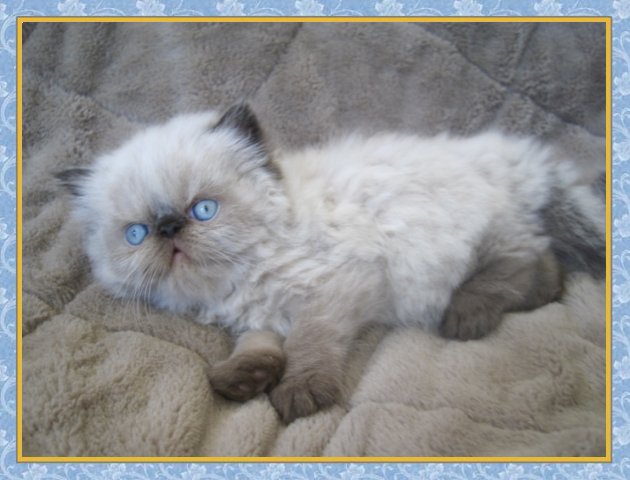 Himalayan kittens for sale