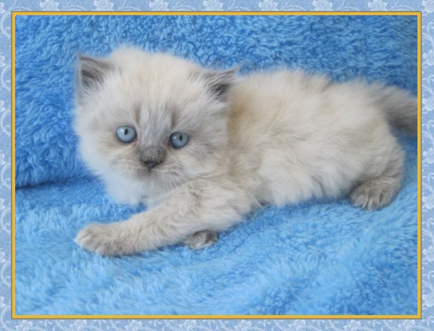 Himalayan kittens for sale