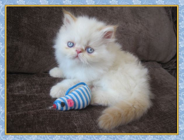 Himalayan kittens for sale