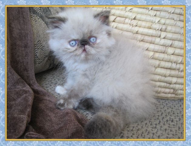 Himalayan kittens for sale