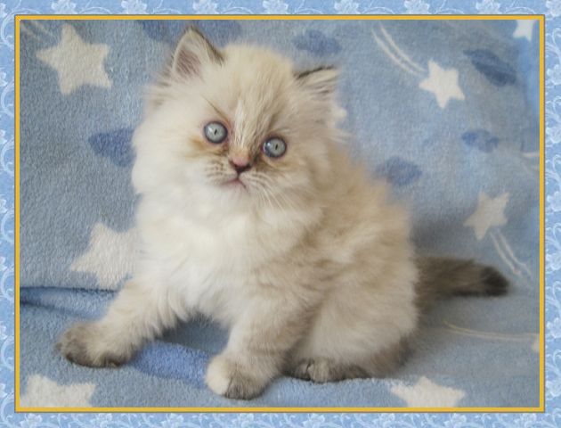 Himalayan kittens for sale