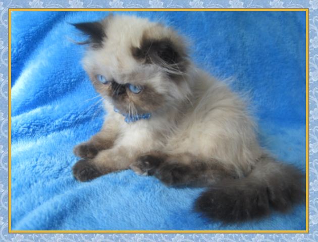 Himalayan kittens for sale