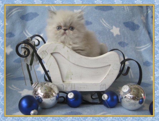 Himalayan kittens for sale