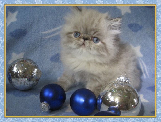 Himalayan kittens for sale