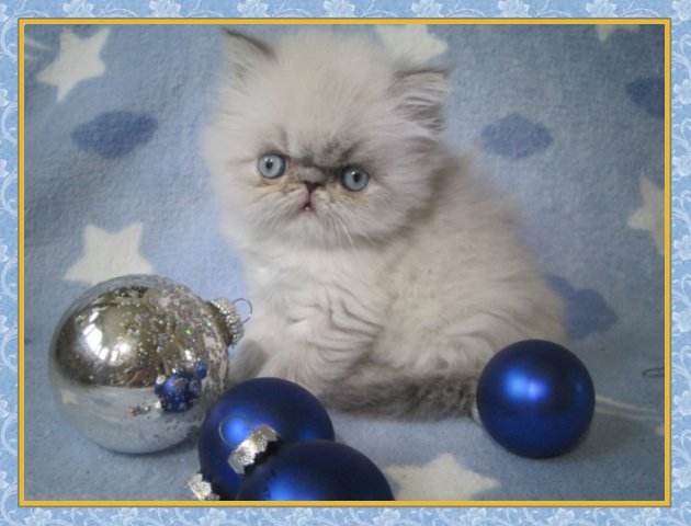 Himalayan kittens for sale