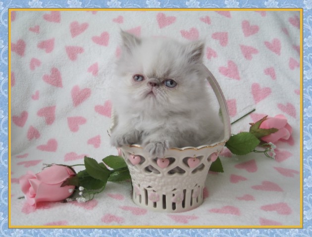 Himalayan kittens for sale