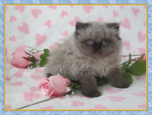 Himalayan kittens for sale