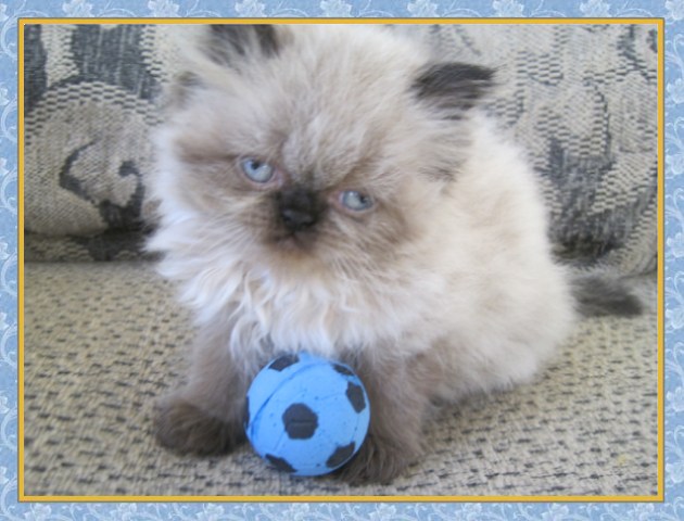 Himalayan kittens for sale