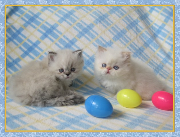 Himalayan kittens for sale