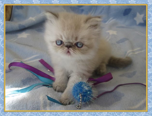 Himalayan kittens for sale