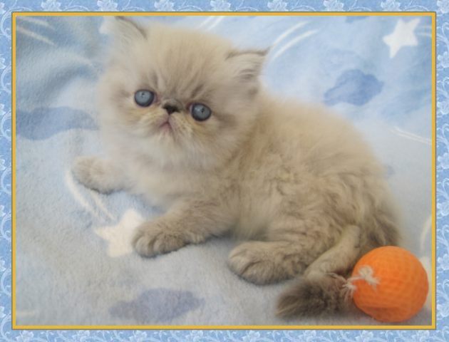 Himalayan kittens for sale