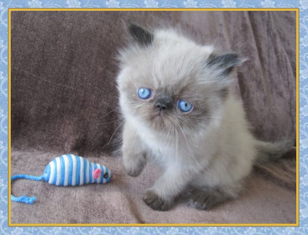 Himalayan kittens for sale