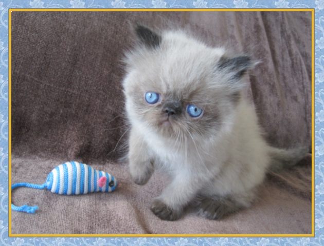 Himalayan kittens for sale