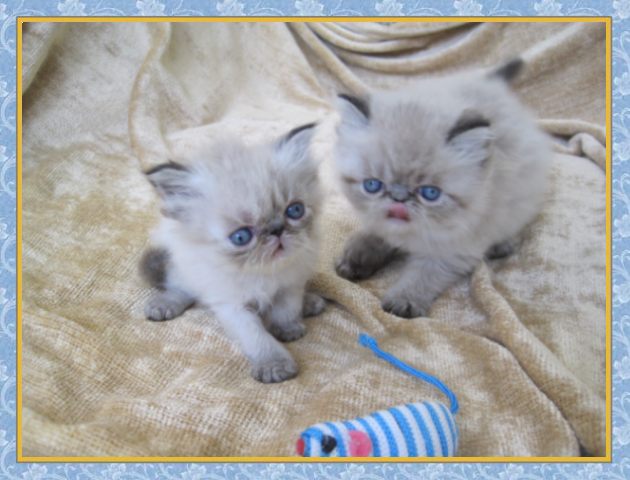 Himalayan kittens for sale