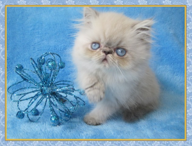 Himalayan kittens for sale