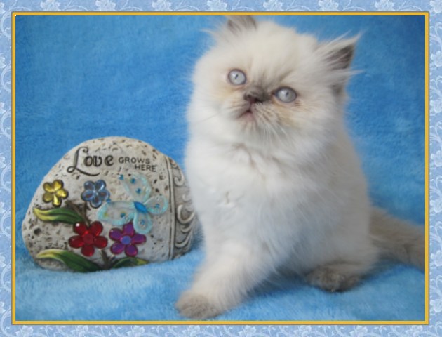 Himalayan kittens for sale