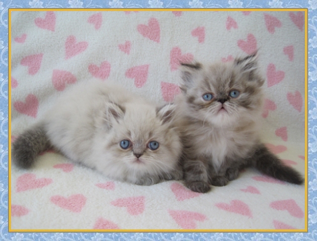 Himalayan kittens for sale