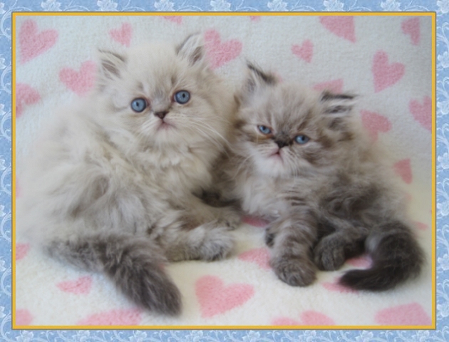 Himalayan kittens for sale