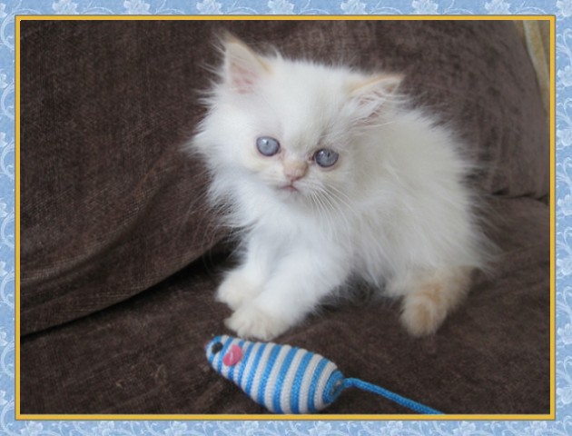 Himalayan kittens for sale