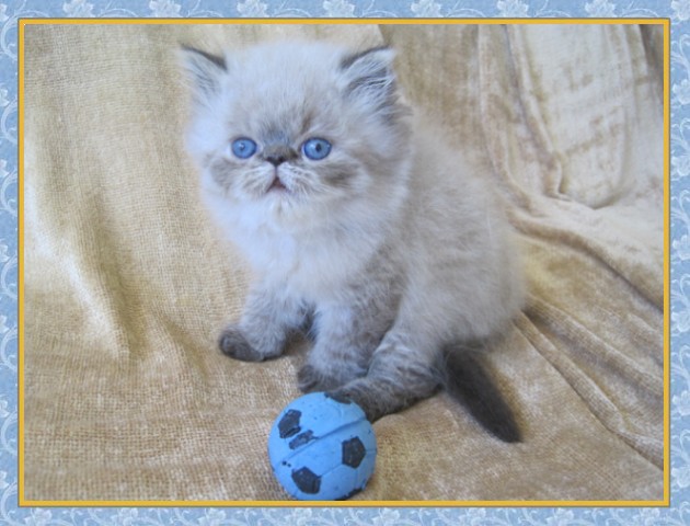 Himalayan kittens for sale