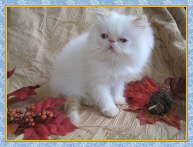 Himalayan kittens for sale