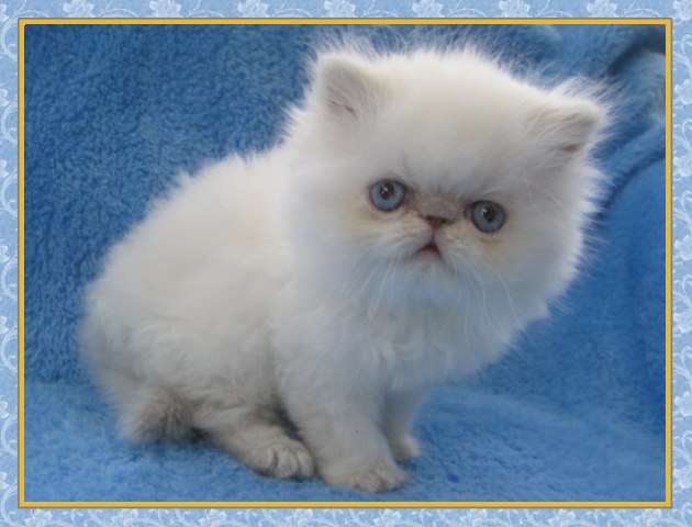 Himalayan kittens for sale