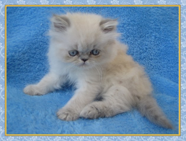 Himalayan kittens for sale