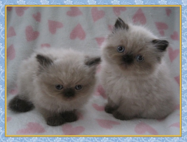 Himalayan kittens for sale