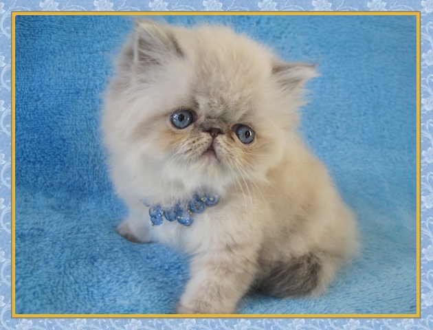 Himalayan kittens for sale