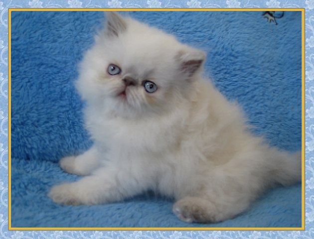 Himalayan kittens for sale