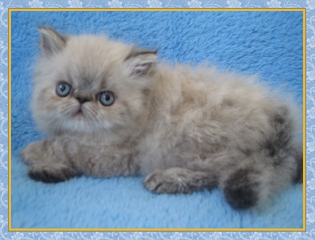 Himalayan kittens for sale