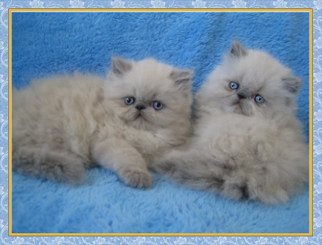 Himalayan kittens for sale