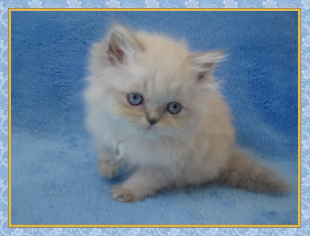 Himalayan kittens for sale