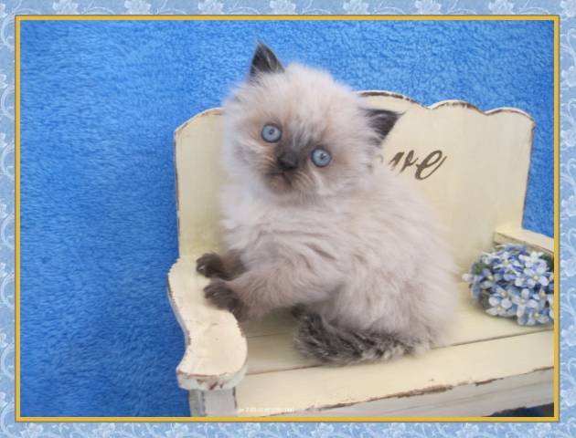 Himalayan kittens for sale