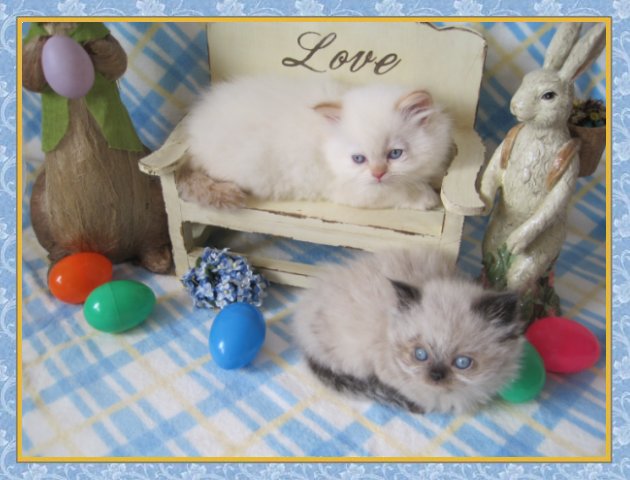 Himalayan kittens for sale