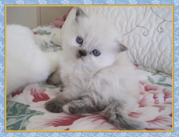 Himalayan kittens for sale