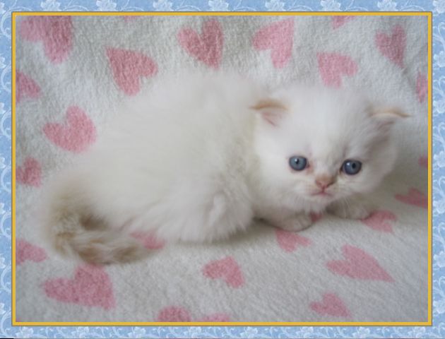 Himalayan kittens for sale