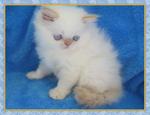 Himalayan kittens for sale