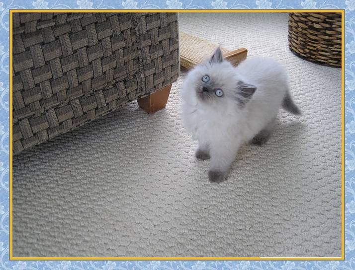 Himalayan blue point kitten