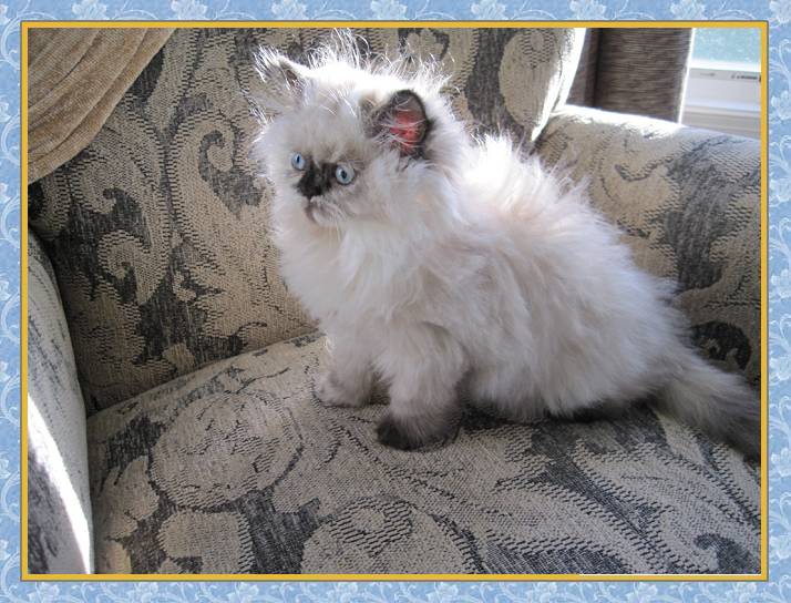 Himalayan tortie point kitten