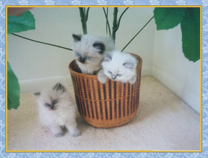 Himalayan kittens