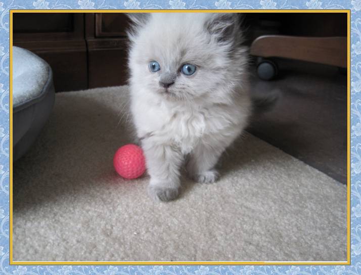 Himalayan blue point kitten