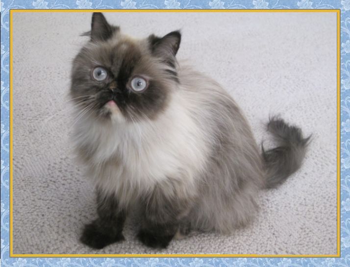 Himalayan Bluepoint 1 year old adult female