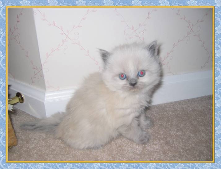 Himalayan blue point kitten