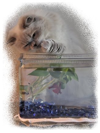 Himalayan playing with fish in the fish tank