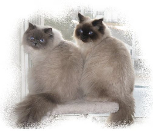 Blue point and Seal point Himalayans sitting in the window