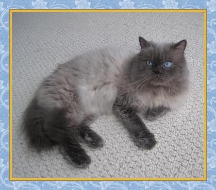 Kuddles - Blue Point Himalayan