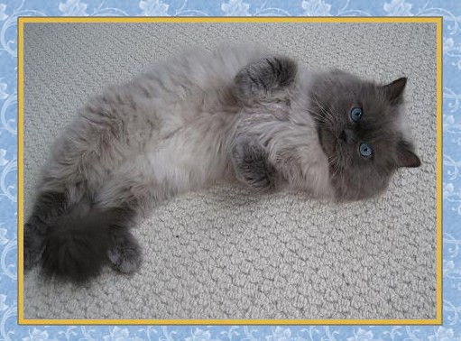 Kuddles - Blue Point Himalayan