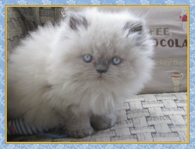 Kuddles - Blue Point Himalayan